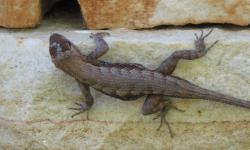 Our quarry is home to many Ozark lizards.